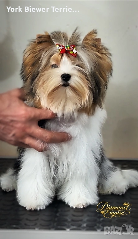 Йоркширски Териер! Страхотна принцеса с родословие за деца и възрастни! , снимка 1