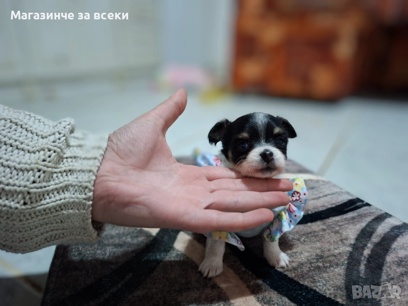 Чихуахуа бебе, снимка 1