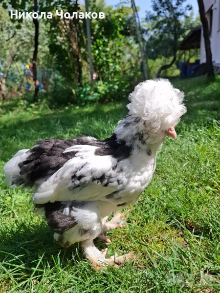 Струмски стандарт пилета, снимка 1