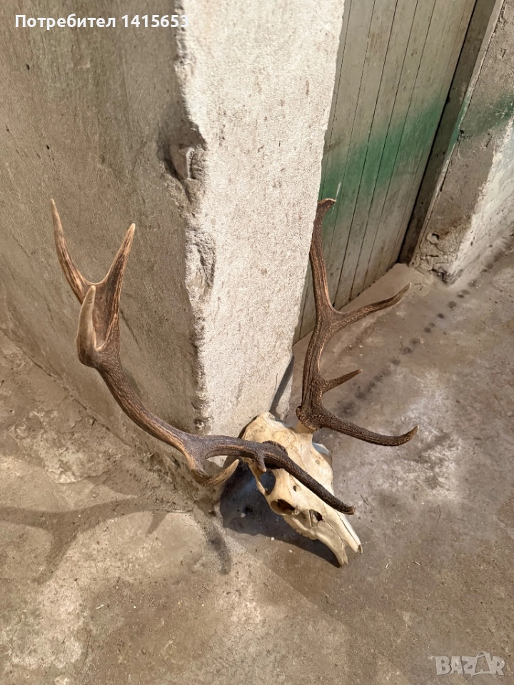 Продавам трофей от слъндак, снимка 1