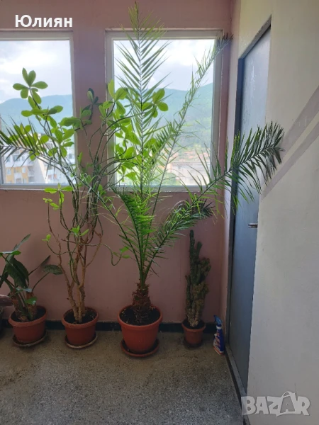 Продавам финикова палма 10 год., снимка 1