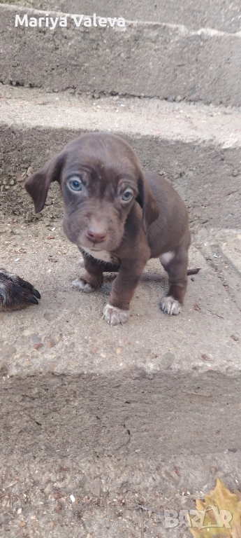 Кученца Курцхар , снимка 1