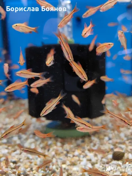 Барбус Титея / Чери барб / Вишнев барбус, снимка 1