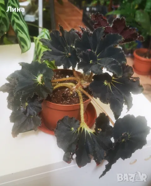Бегония рекс Блек мамба(Begonia Rex"Black Mamba") , снимка 1