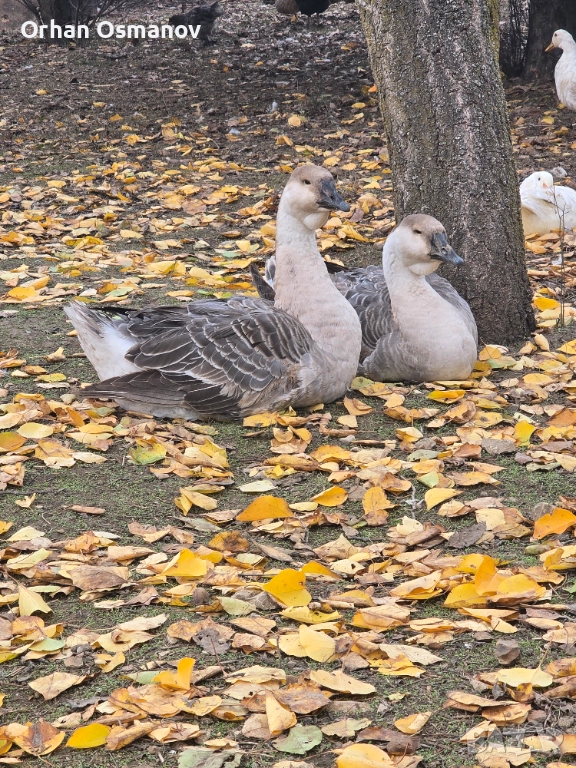 Лебедови гъски, снимка 1