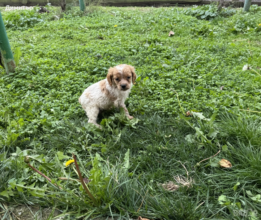 Бретон шпаньол, снимка 1