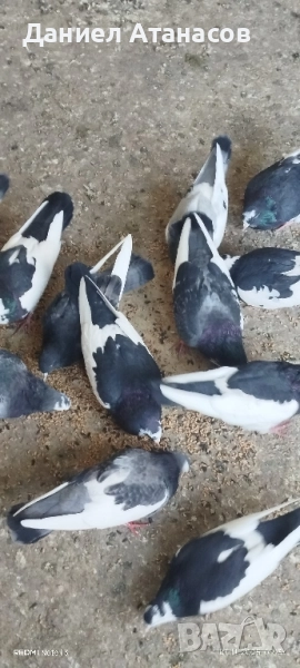 продавам гълъби пазарджишки акмани, снимка 1