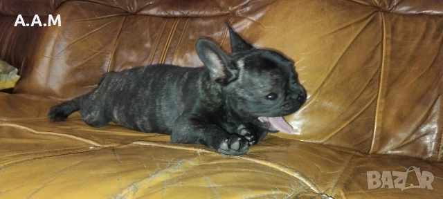 Френски булдочета 111 дни, снимка 18 - Други - 51492688