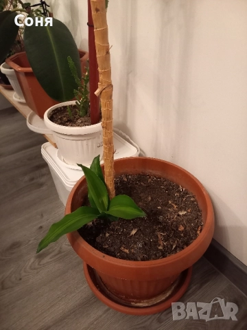 Алое,фикус,замиокулкас, драцена и др, снимка 9 - Стайни растения - 49988795