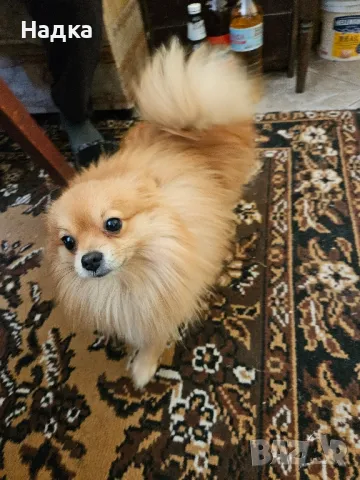 Мъжки мини померан за разплод