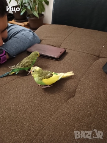 Социални вълнисти папагали, снимка 10 - Папагали - 52106934