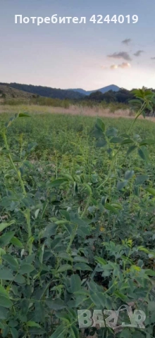 Разсад шипка, снимка 4 - Разсади - 52951225