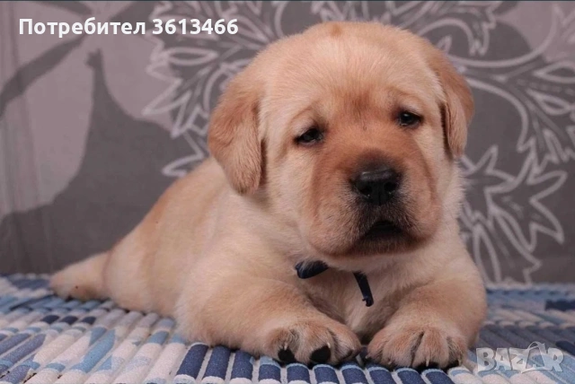 Лабрадор ретривър чистокръвни, снимка 5 - Лабрадор ретривър - 54225664