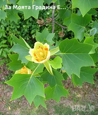 Лирово Дърво - Лиродендрон, снимка 2 - Градински цветя и растения - 49761932