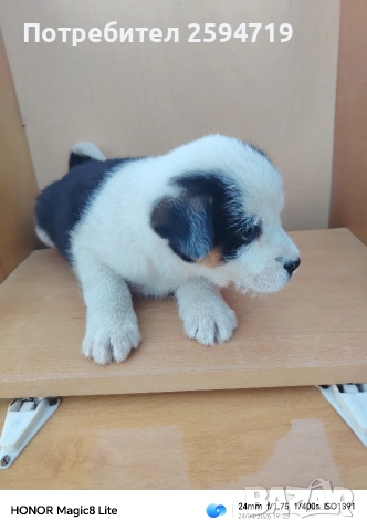 Продавам кученца Болонка, снимка 2 - Болонка - 54319823