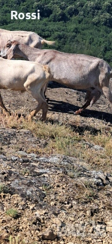 Англо-нубийски пръчлета за разплод, снимка 12 - Кози - 53256998