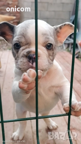 Френски булдог мерле,момче.