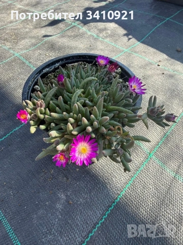 Делосперма 9 цвята, снимка 9 - Градински цветя и растения - 53849022