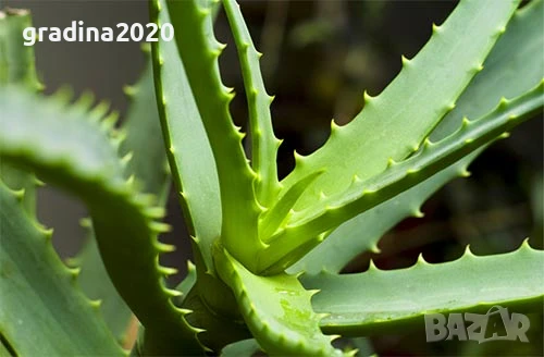 Алое вера - Лечебно 