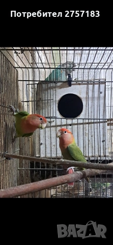 продавам чифт папагали неразделки
