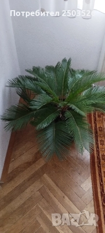 Палма Цикас