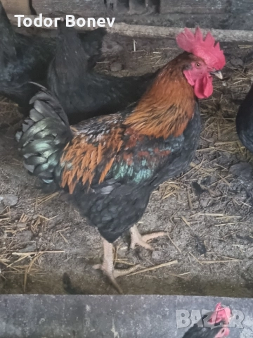 Продавам или разменям за ярки млади домашни петлета