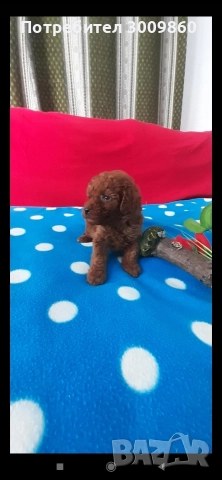 Той пудел , снимка 6 - Пудели - 52921627