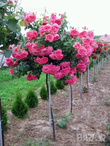 Контейнерни рози, щамбова рози, снимка 7 - Градински цветя и растения - 54100721