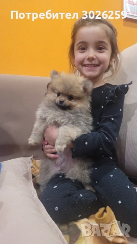  Померанчета на 2 месеца, снимка 2 - Померан - 53933906