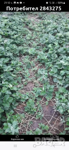 Продавам разсад ягоди , снимка 5 - Сортови семена и луковици - 49694039