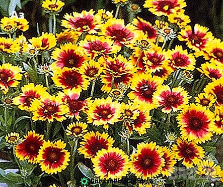 Продавам цветя Гайлардия – разсад за есенно засаждане в градината, различни цветове