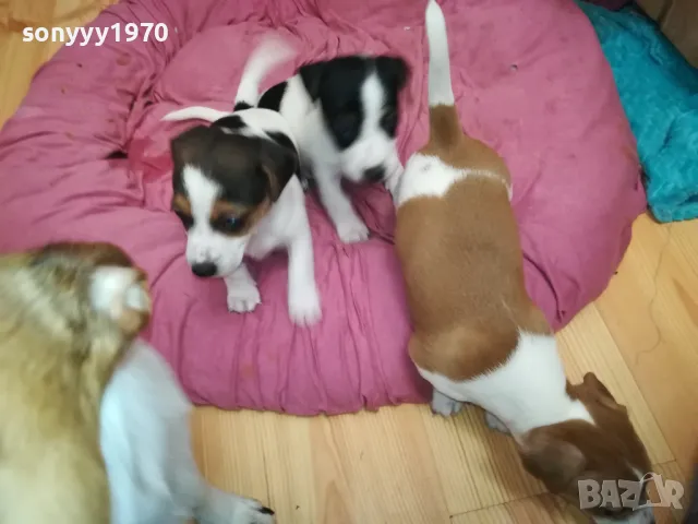 АЗ СЪМ СЛАДКО БЕБЕ ДЖАК,ТЪРСЯ НОВИЯ СИ ДОМ 0102251734, снимка 4 - Джак ръсел териер - 48920630