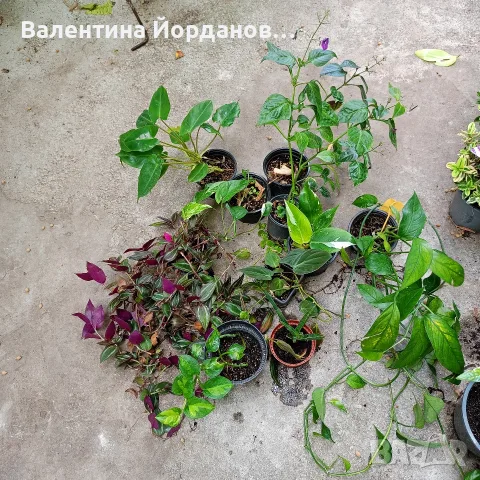 комплект 10 бр стайни цветя 