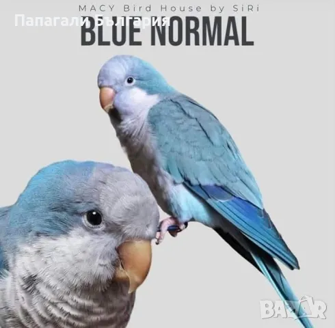 Чифт  Папагали Монах, снимка 12 - Папагали - 48699981