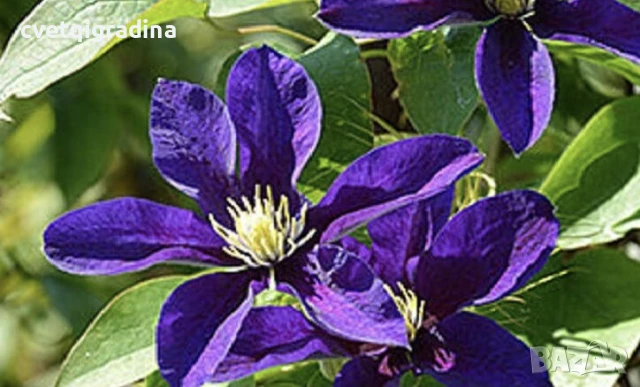 Clematis ‘Neonka’(Клематис Неонка), снимка 3 - Градински цветя и растения - 50937707