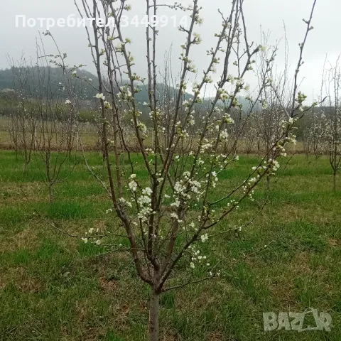 Овощни градини био- сливи до Правец, снимка 6 - Земеделска земя - 50220274