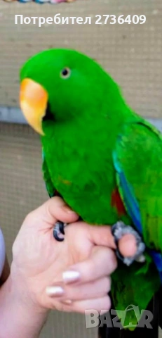 Еклектус папагал 