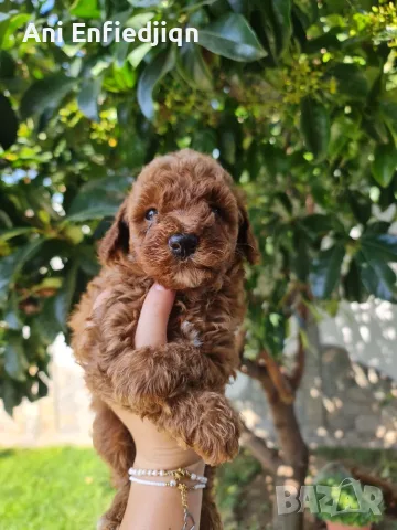 Мини пудел/Mini Poodle