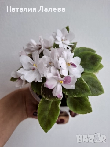 Мини ентполия, молочные реки, снимка 3 - Стайни растения - 52328938