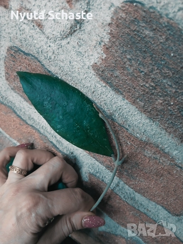 Hoya sp. DMC 5655 IML 1398 , снимка 2 - Стайни растения - 52654057