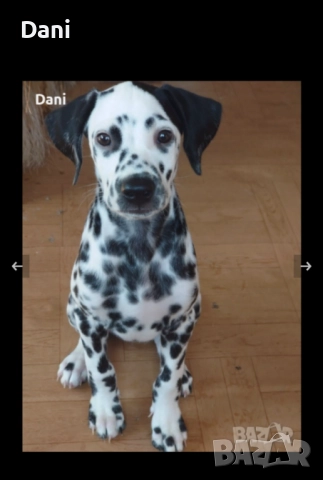 Женско Далматинче.