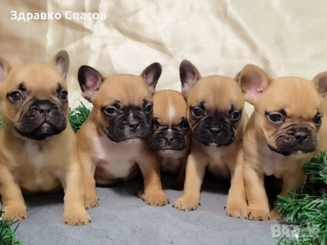 Френски булдог - бебета