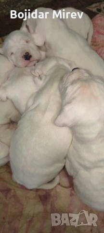 Дого Аржентино