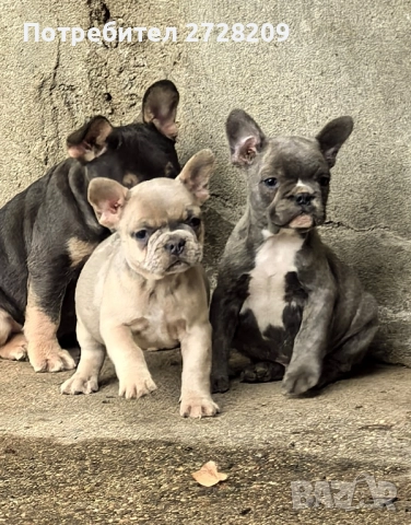 Френски Булдог/ French Bulldog, снимка 8 - Френски булдог - 51410450