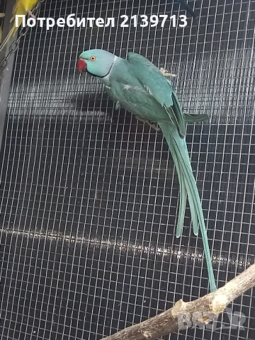 Продавам папагал Малък Александър , снимка 2 - Папагали - 52448414