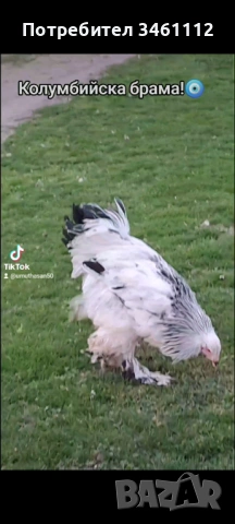 Петли брама, снимка 3 - други­ - 54130766