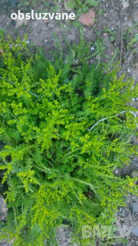 Сукулент 💥, снимка 1