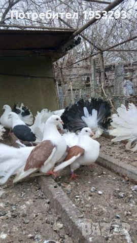 Фенерлий много красиви , снимка 2 - Гълъби - 54163174