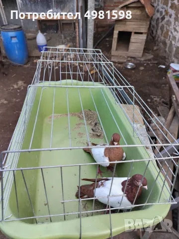Продавам един чифт Бирмани 