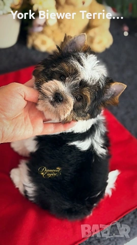 ЙоркширскиТериер, момче сладур за семейство с деца! Доставка 